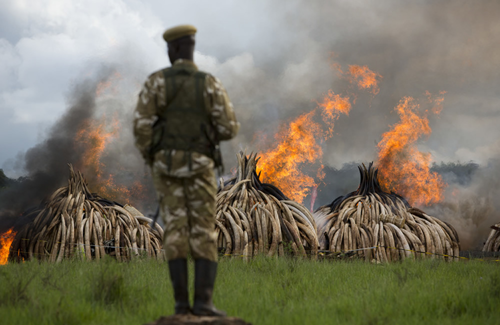 Poaching in Protected Areas Not Out of Control