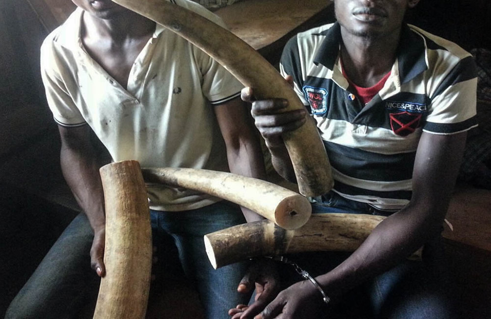 UWA Intensifies Crackdown on Illegal Ivory Trade