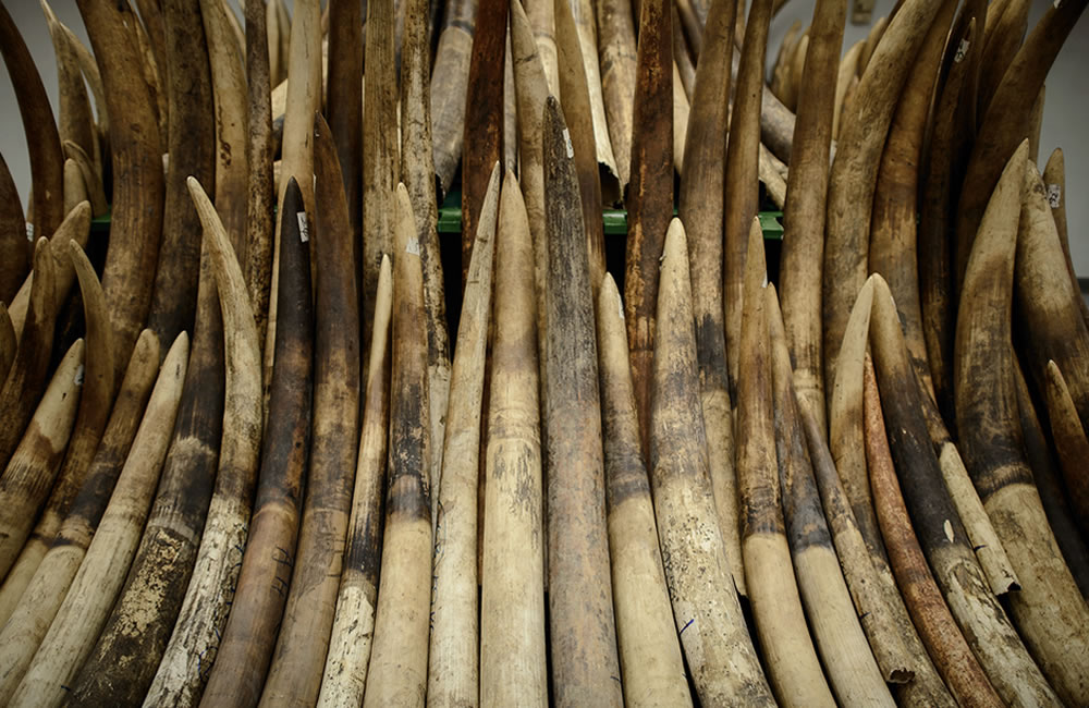 62kgs of Ivory Confiscated at Entebbe Airport