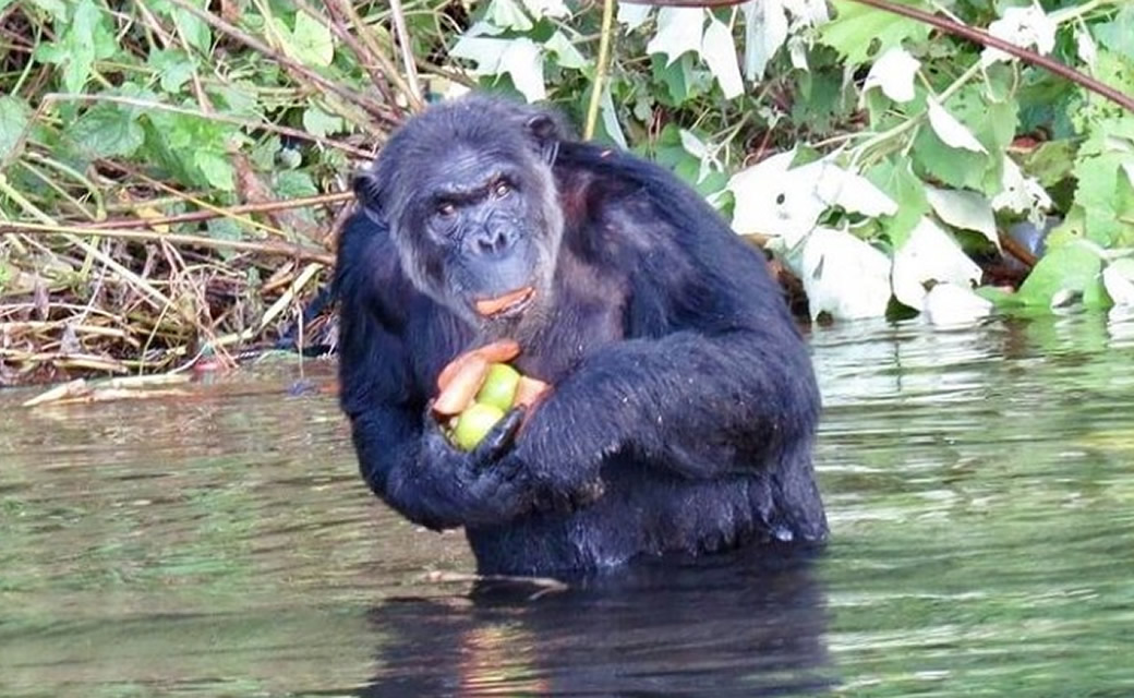 Places Where to See Orphaned Chimpanzees in Uganda