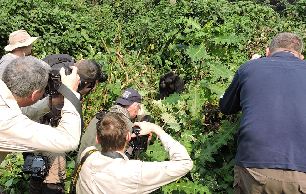 Why Gorilla Trekking in Uganda is Adorable