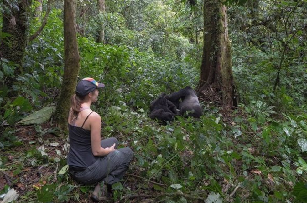 Gorilla Trekking in Bwindi Vs Volcanoes National Park