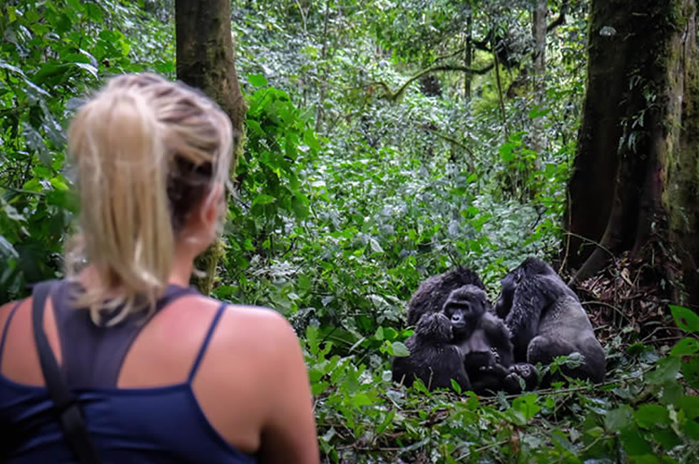 A Brief Understanding Of Gorilla Trekking In Uganda